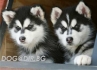 АЛЯСКИ МАЛАМУТ -развъдник за кучета WWW.DOGKENNELBG.COM продава кученца на 60 дни, с ОРИГИНАЛНА визия-(едър ръст, дълъг косъм и тъмни очи), внос от...