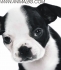 Бостън Териер (Американски Бостънски Териер) -развъдник за кучета WWW.DOGKENNELBG.COM продава кученца внос от Унгария, от родословно потекло, с...