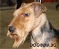 ловен Уелсланд Териер (Уелски) -развъдник за кучета WWW.DOGKENNELBG.COM продава кученца на 2 месеца, внос от Чехия, от родословно потекло, с...