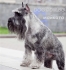 среден ШНАУЦЕР -- МИТЕЛ (стандартен Немски Шнауцер, тегло 15-18кг. и височина до 45см.) -развъдник за кучета WWW.DOGKENNELBG.COM продава кученца на...