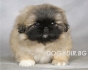 развъдник за ПЕКИНЕЗ стандартен - WWW.DOGKENNELBG.COM продава кученца на 85дни внос от Унгария, от родословно потекло, родителите са с тегло около...