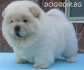 ЧАУ ЧАУ цвят БЯЛ -рядко срещана окраска ''cream'' -развъдник за кучета WWW.DOGKENNELBG.COM продава кученца на 46 дни, внос от Русия-Молдова, от...