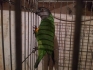 Сенегалски папагал
