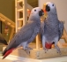 Ръчни хранят африкански сиви папагали