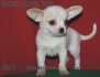 ЧиХуаХу с височина около 23см -малки късокосмести кученца родени в България в...