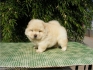 Чау Чау  Бяло, също Златиста и Черна окраска  --първокласни "ВИП" кученца